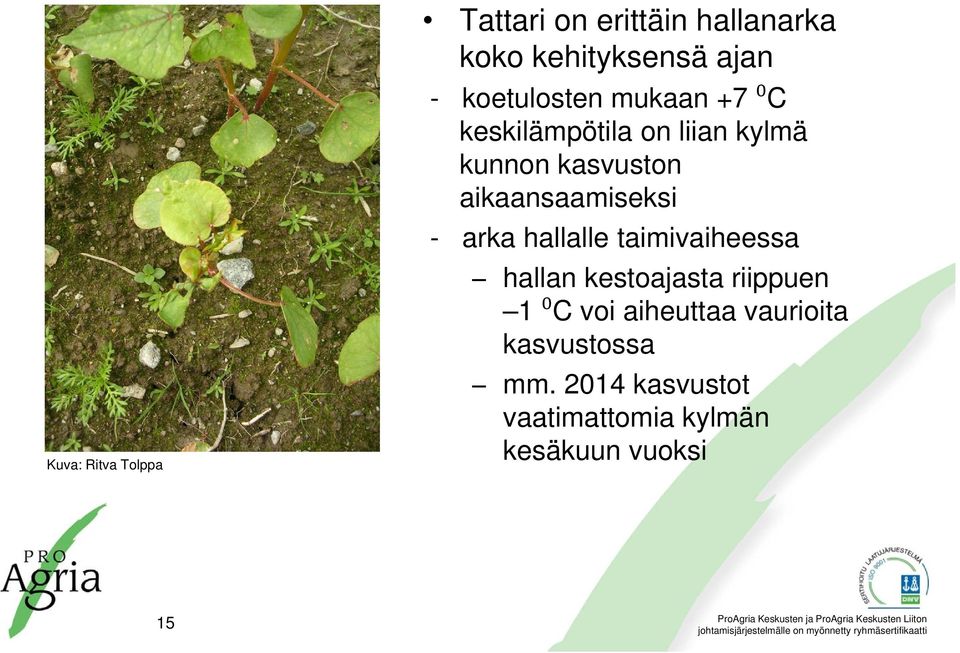 aikaansaamiseksi - arka hallalle taimivaiheessa hallan kestoajasta riippuen 1 ⁰C