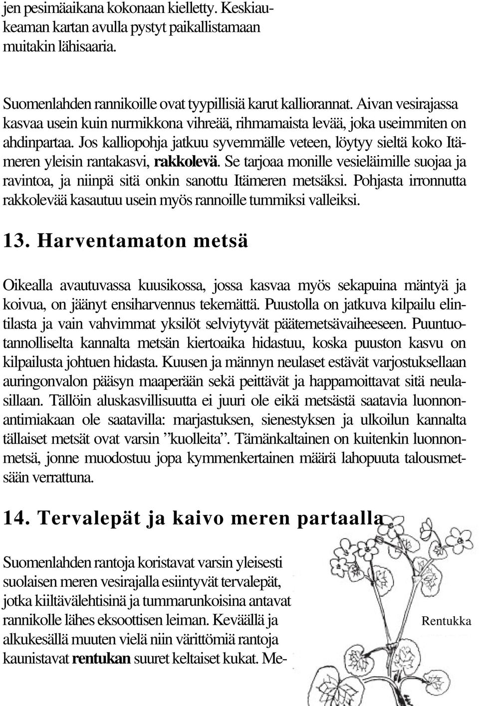 Jos kalliopohja jatkuu syvemmälle veteen, löytyy sieltä koko Itämeren yleisin rantakasvi, rakkolevä.