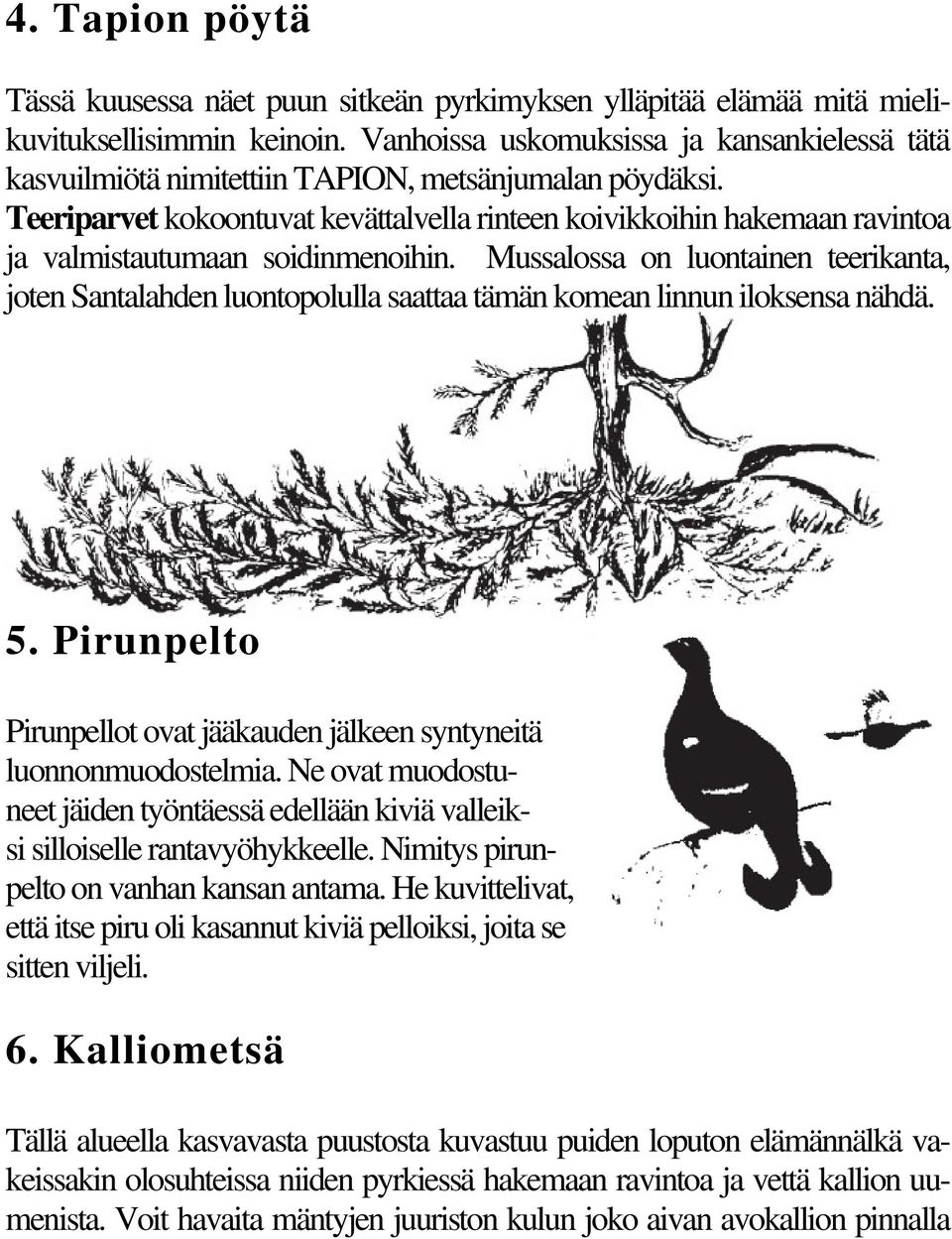 Teeriparvet kokoontuvat kevättalvella rinteen koivikkoihin hakemaan ravintoa ja valmistautumaan soidinmenoihin.