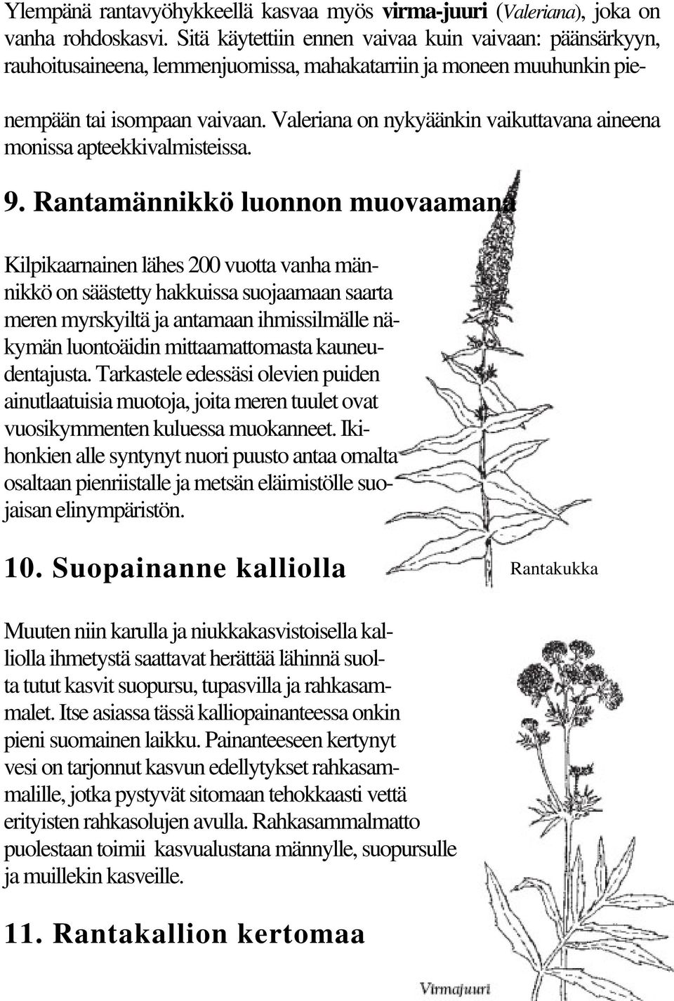 Valeriana on nykyäänkin vaikuttavana aineena monissa apteekkivalmisteissa. 9.
