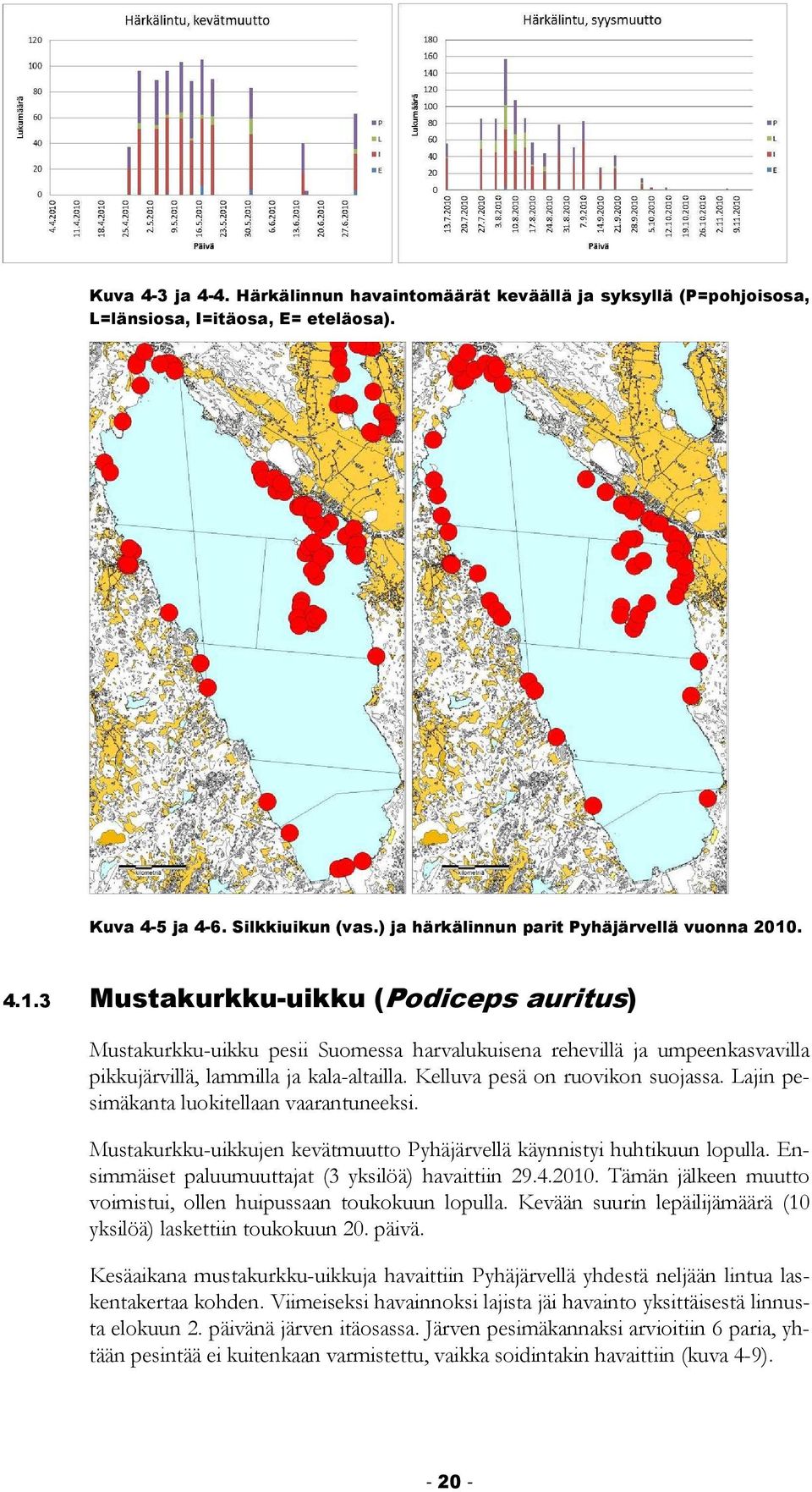 Lajin pesimäkanta luokitellaan vaarantuneeksi. Mustakurkku-uikkujen kevätmuutto Pyhäjärvellä käynnistyi huhtikuun lopulla. Ensimmäiset paluumuuttajat (3 yksilöä) havaittiin 29.4.2010.