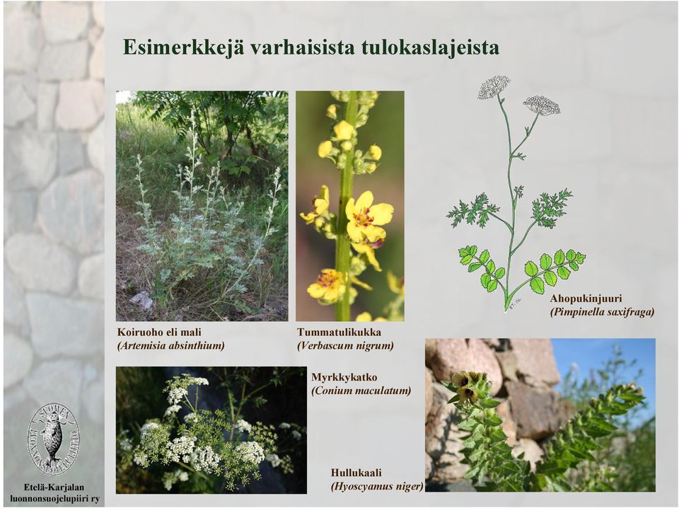 (Verbascum nigrum) Ahopukinjuuri (Pimpinella