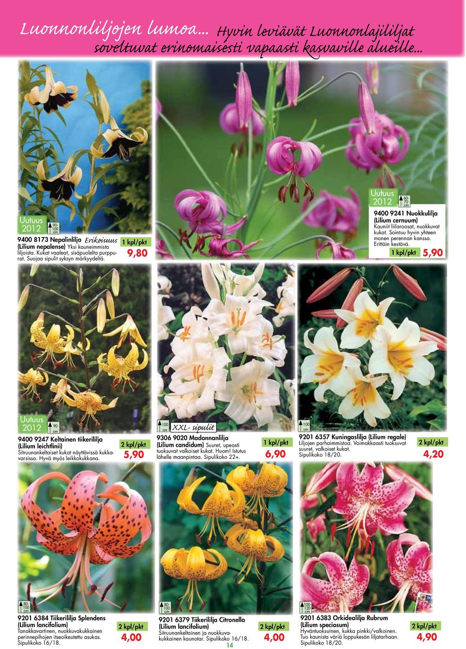Sointuu hyvin yhteen monen perennan kanssa. Erittäin kestävä. 5,90 90 90 9247 Keltainen tiikerililja (Lilium leichtlinii) Sitruunankeltaiset kukat näyttävissä kukkavarsissa. Hyvä myös leikkokukkana.