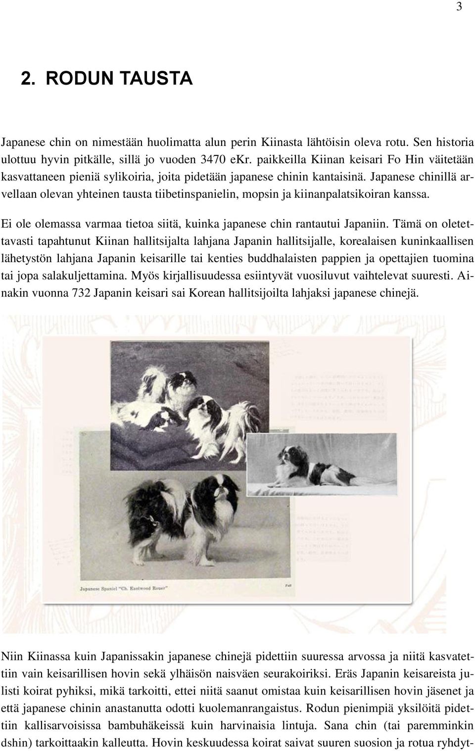 Japanese chinillä arvellaan olevan yhteinen tausta tiibetinspanielin, mopsin ja kiinanpalatsikoiran kanssa. Ei ole olemassa varmaa tietoa siitä, kuinka japanese chin rantautui Japaniin.