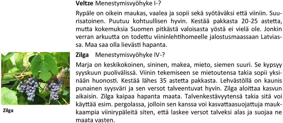 Maa saa olla lievästi hapanta. Zilga Menestymisvyöhyke IV-? Marja on keskikokoinen, sininen, makea, mieto, siemen suuri. Se kypsyy syyskuun puolivälissä.