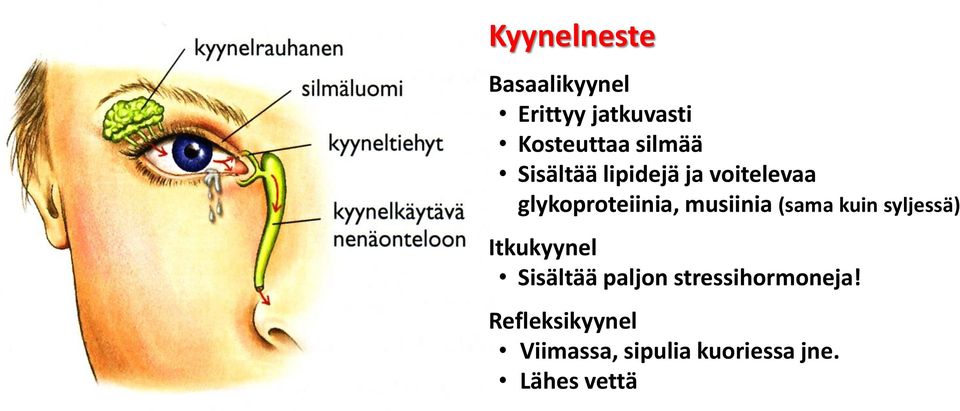 musiinia (sama kuin syljessä) Itkukyynel Sisältää paljon