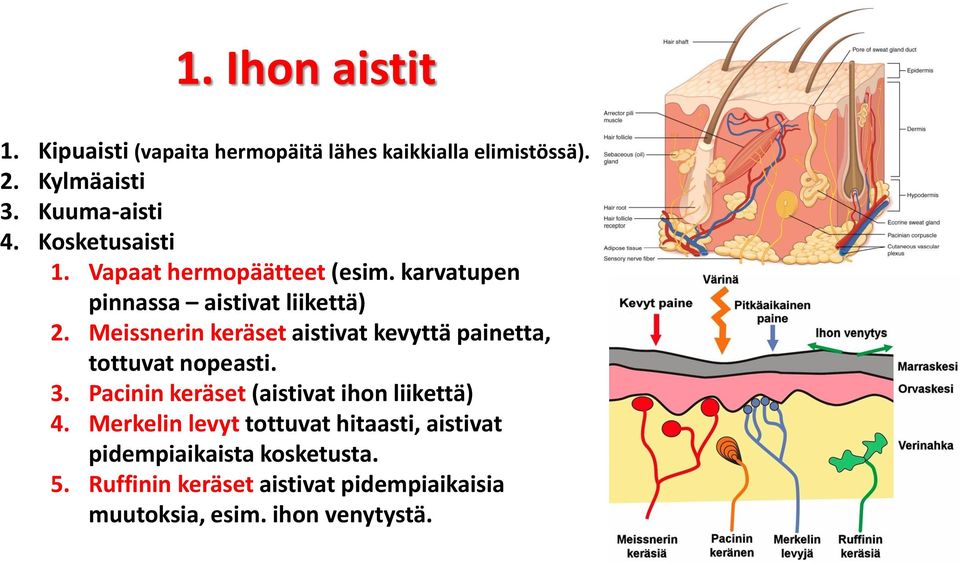 Meissnerin keräset aistivat kevyttä painetta, tottuvat nopeasti. 3. Pacinin keräset (aistivat ihon liikettä) 4.