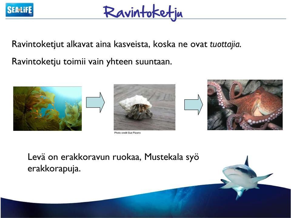 Ravintoketju toimii vain yhteen suuntaan.