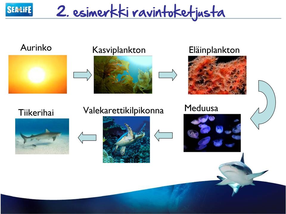 Kasviplankton