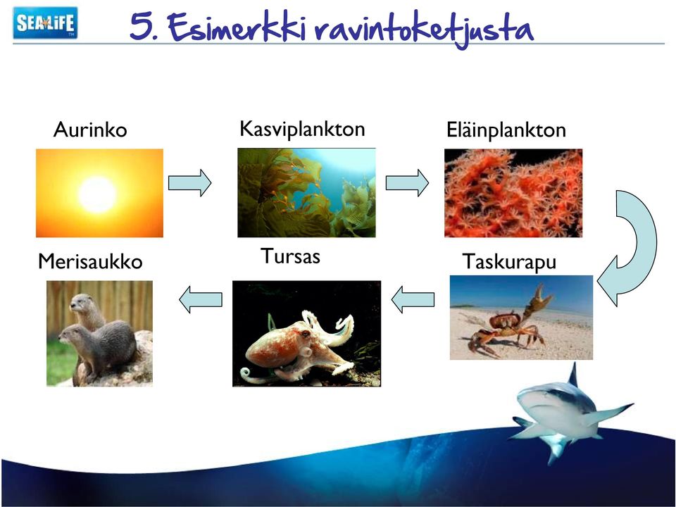 Aurinko Kasviplankton