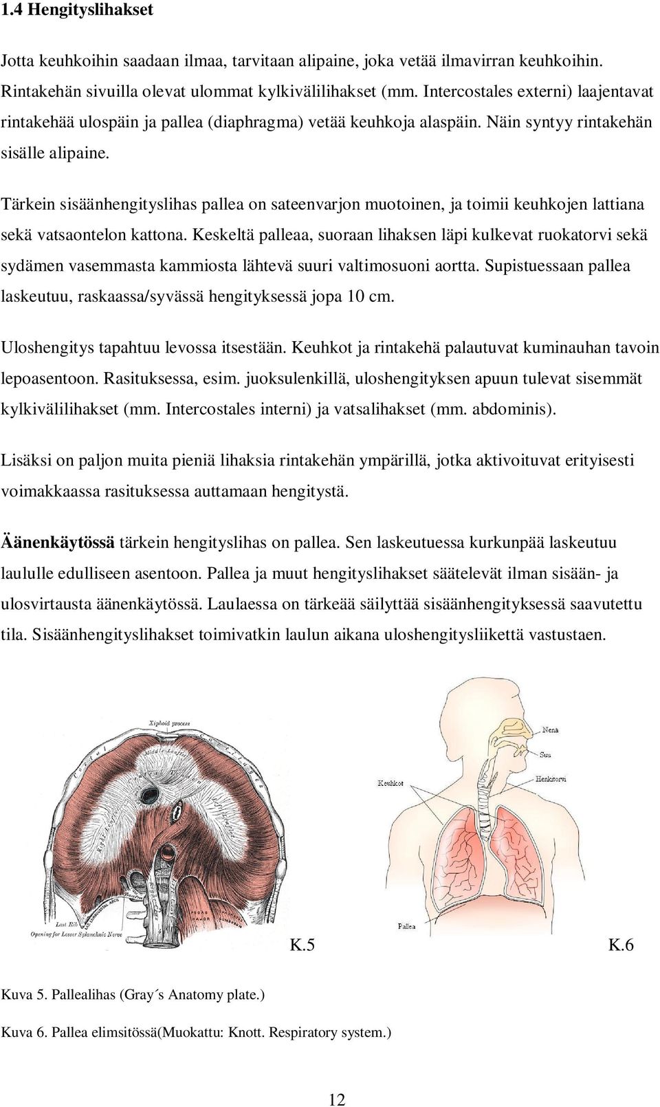 Tärkein sisäänhengityslihas pallea on sateenvarjon muotoinen, ja toimii keuhkojen lattiana sekä vatsaontelon kattona.