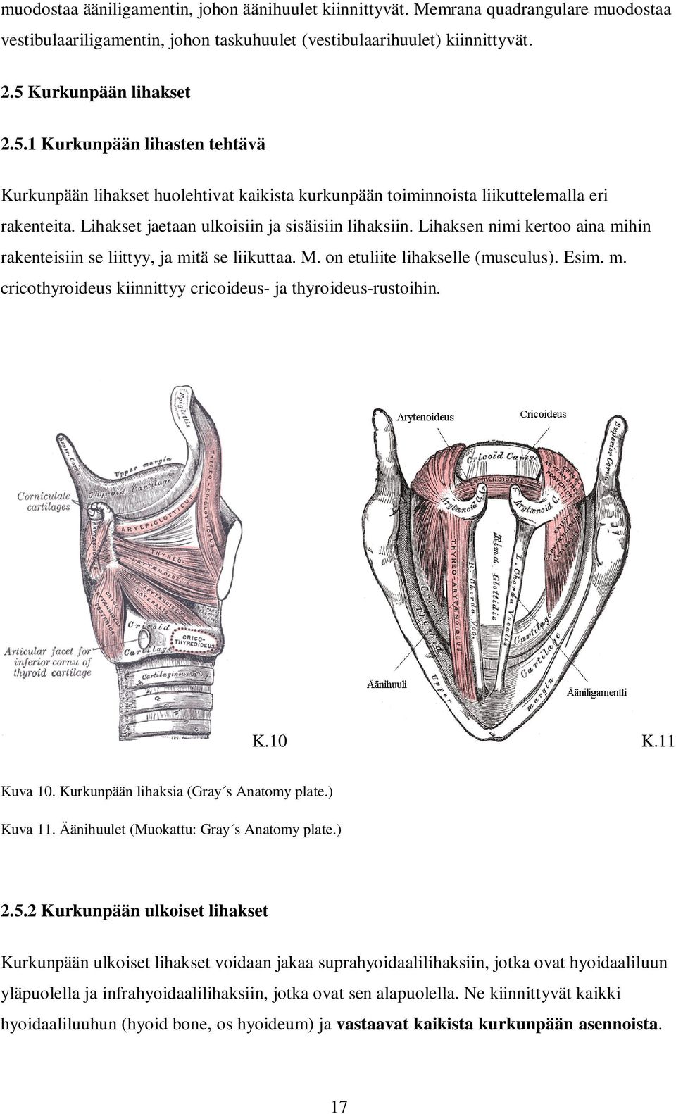 Lihakset jaetaan ulkoisiin ja sisäisiin lihaksiin. Lihaksen nimi kertoo aina mihin rakenteisiin se liittyy, ja mitä se liikuttaa. M. on etuliite lihakselle (musculus). Esim. m. cricothyroideus kiinnittyy cricoideus- ja thyroideus-rustoihin.