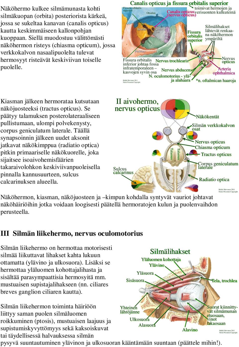 Canalis opticus ja fissura orbitalis superior Fissura orbitalis superior Kitaluu Poskiluu Otsaluu Seulaluu Kyynelluu Yläleuanluu Fissura orbitalis trochlearis inferior johtaa fossa infratemporaleen