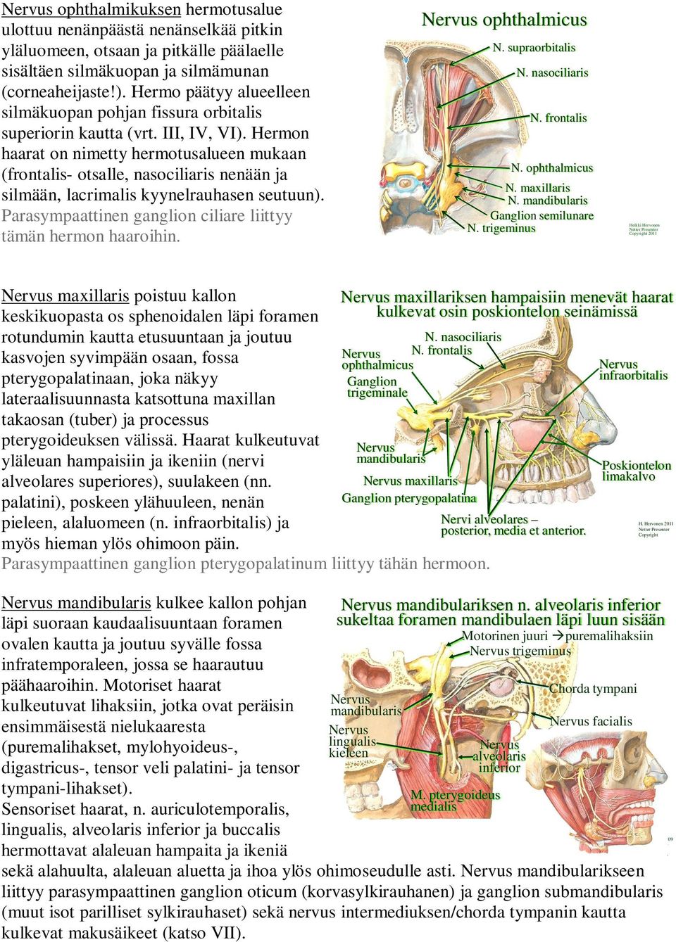 Hermon haarat on nimetty hermotusalueen mukaan (frontalis- otsalle, nasociliaris nenään ja silmään, lacrimalis kyynelrauhasen seutuun).