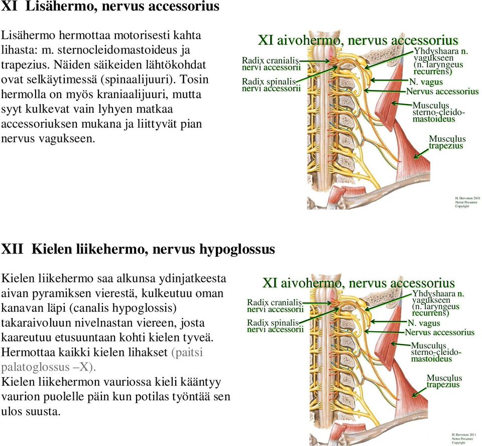 XI aivohermo, nervus accessorius Radix cranialis Radix spinalis Yhdyshaara n. vagukseen (n. laryngeus recurrens) N.