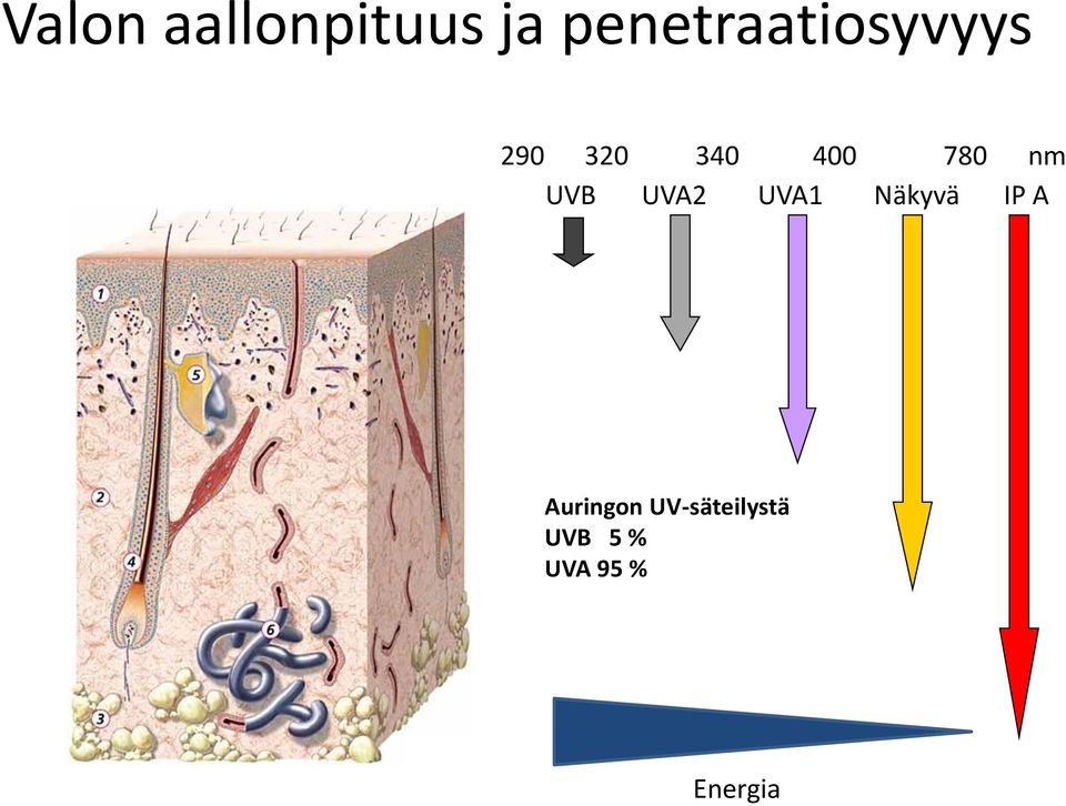 780 nm UVB UVA2 UVA1 Näkyvä IP A