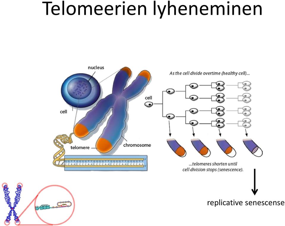 replicative