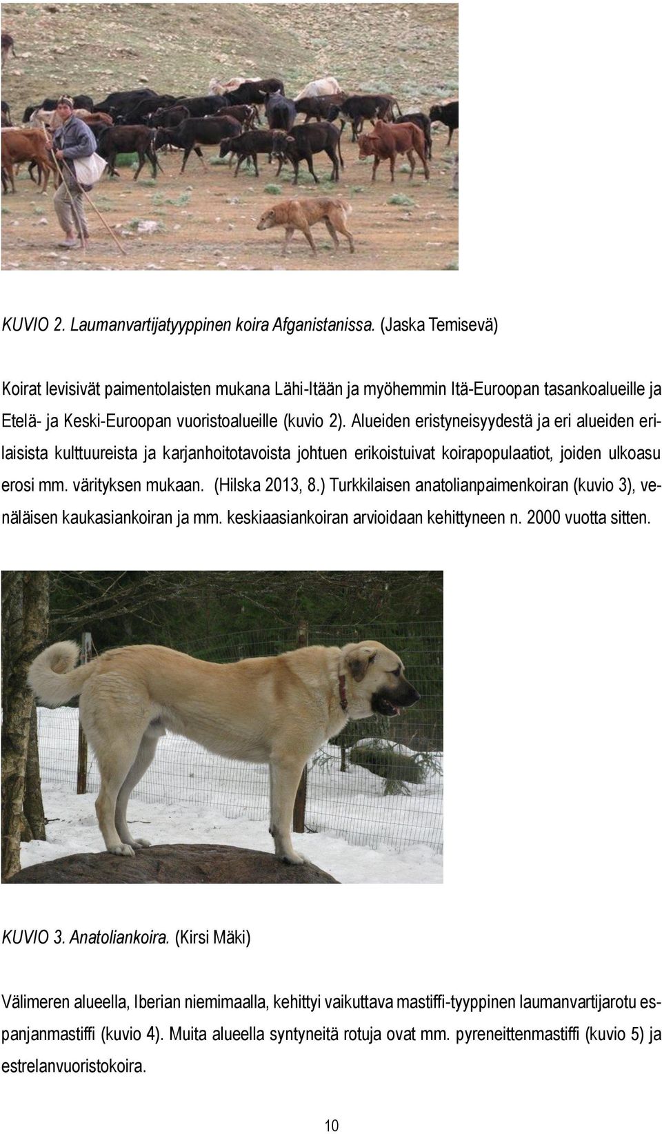 Alueiden eristyneisyydestä ja eri alueiden erilaisista kulttuureista ja karjanhoitotavoista johtuen erikoistuivat koirapopulaatiot, joiden ulkoasu erosi mm. värityksen mukaan. (Hilska 2013, 8.