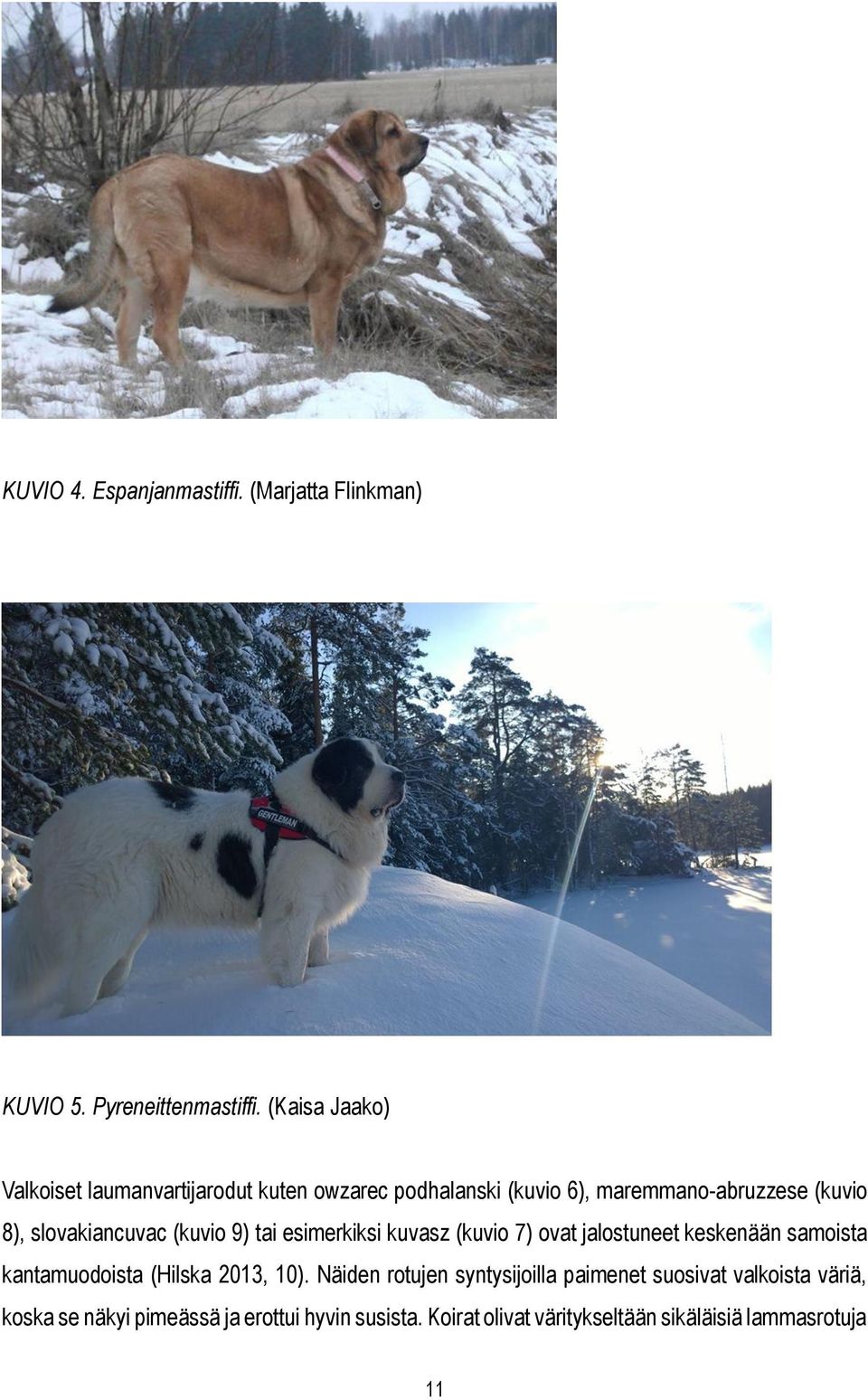 slovakiancuvac (kuvio 9) tai esimerkiksi kuvasz (kuvio 7) ovat jalostuneet keskenään samoista kantamuodoista (Hilska