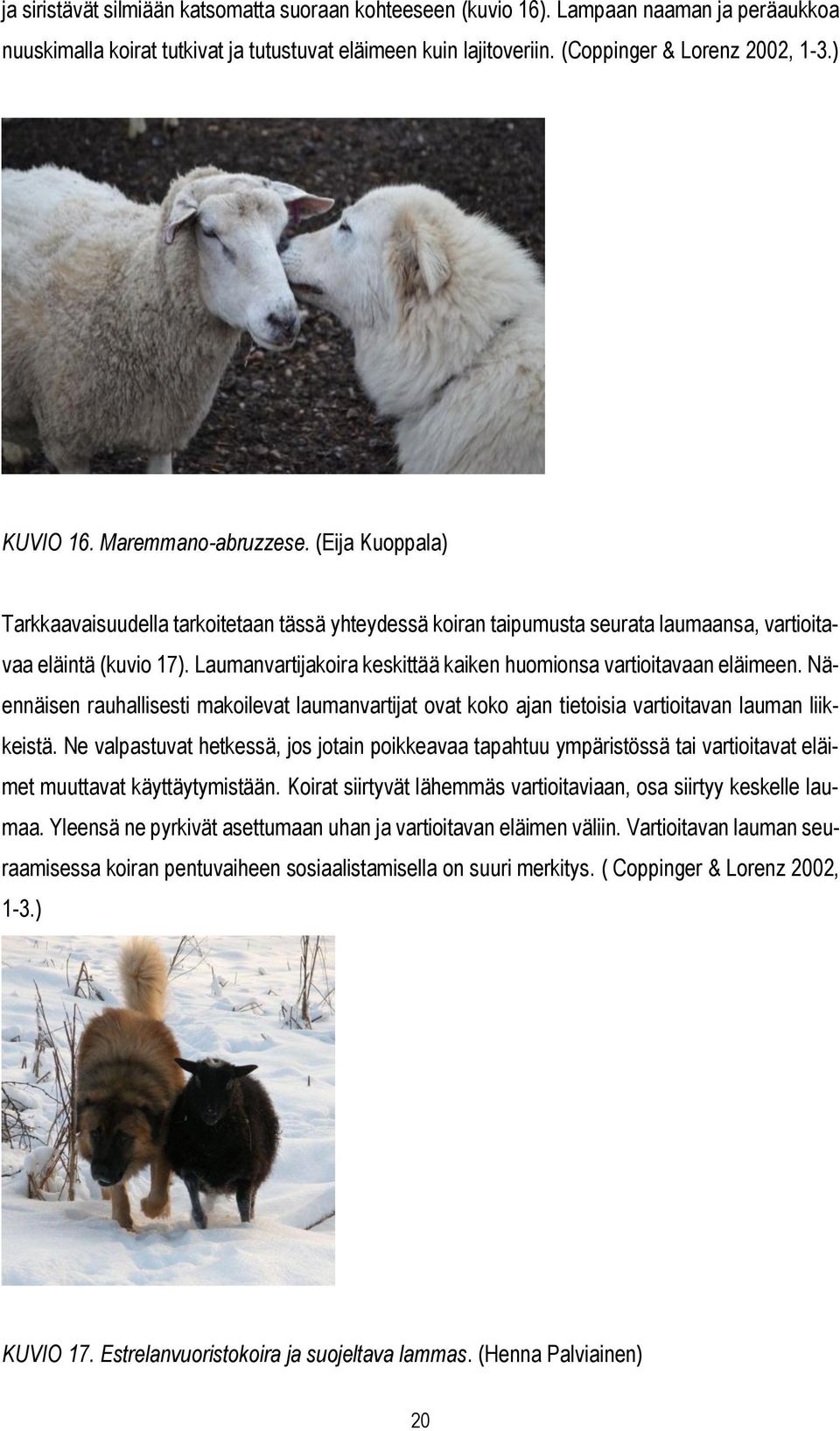 Laumanvartijakoira keskittää kaiken huomionsa vartioitavaan eläimeen. Näennäisen rauhallisesti makoilevat laumanvartijat ovat koko ajan tietoisia vartioitavan lauman liikkeistä.