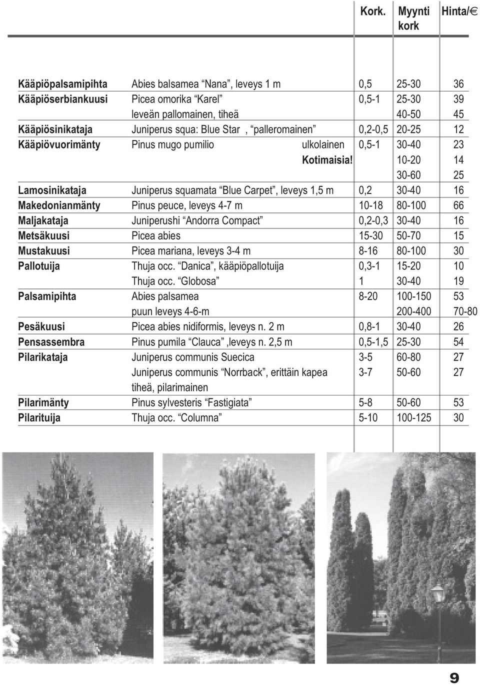 10-20 14 30-60 25 Lamosinikataja Juniperus squamata Blue Carpet, leveys 1,5 m 0,2 30-40 16 Makedonianmänty Pinus peuce, leveys 4-7 m 10-18 80-100 66 Maljakataja Juniperushi Andorra Compact 0,2-0,3