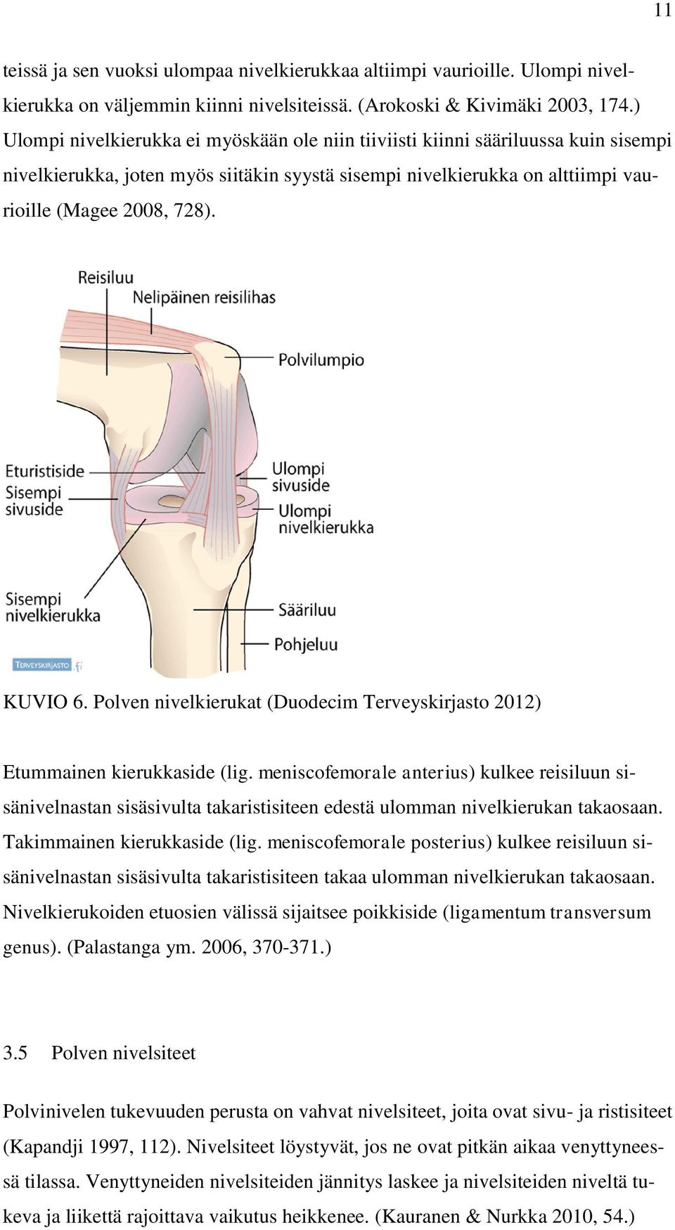 KUVIO 6. Polven nivelkierukat (Duodecim Terveyskirjasto 2012) Etummainen kierukkaside (lig.