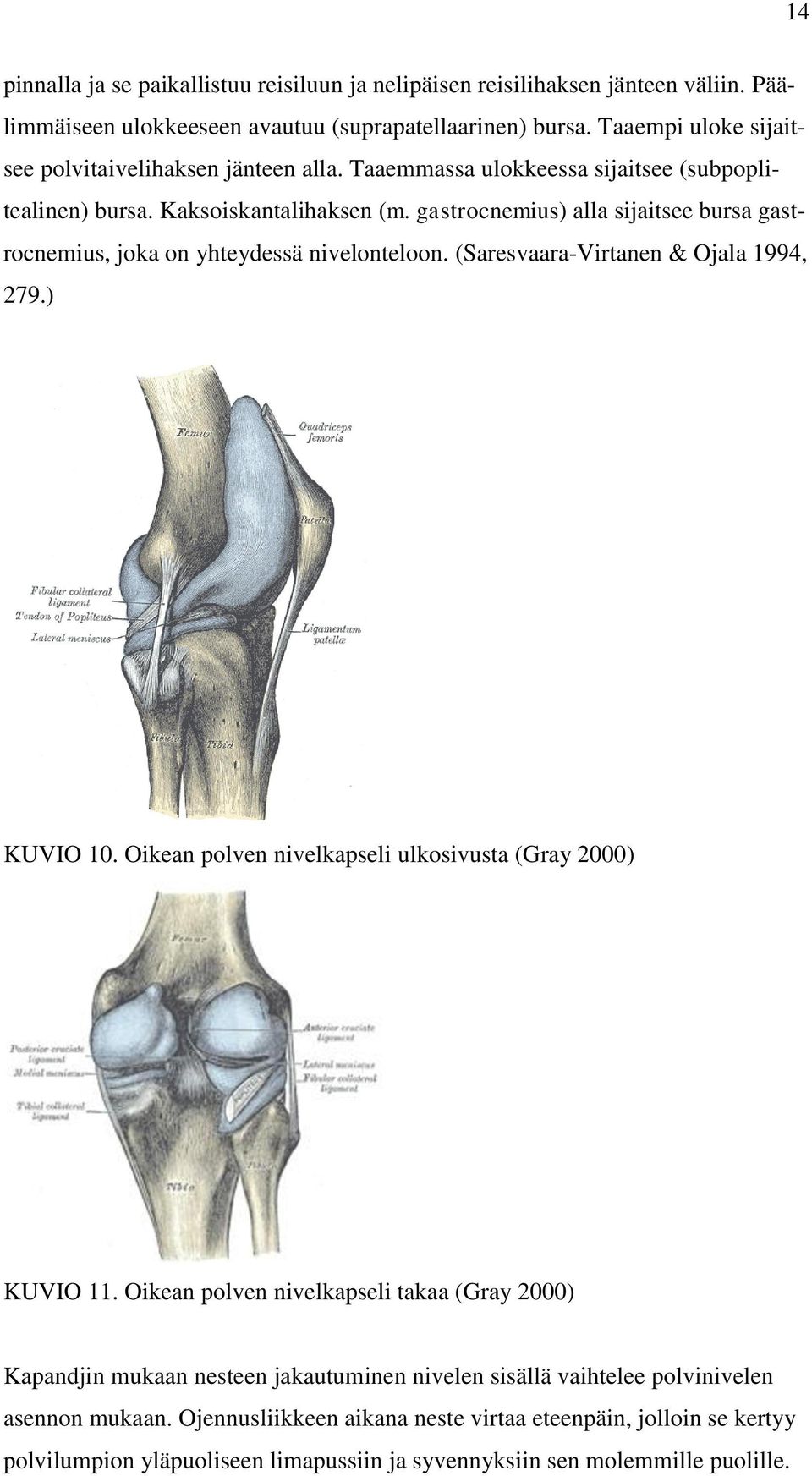 gastrocnemius) alla sijaitsee bursa gastrocnemius, joka on yhteydessä nivelonteloon. (Saresvaara-Virtanen & Ojala 1994, 279.) KUVIO 10.