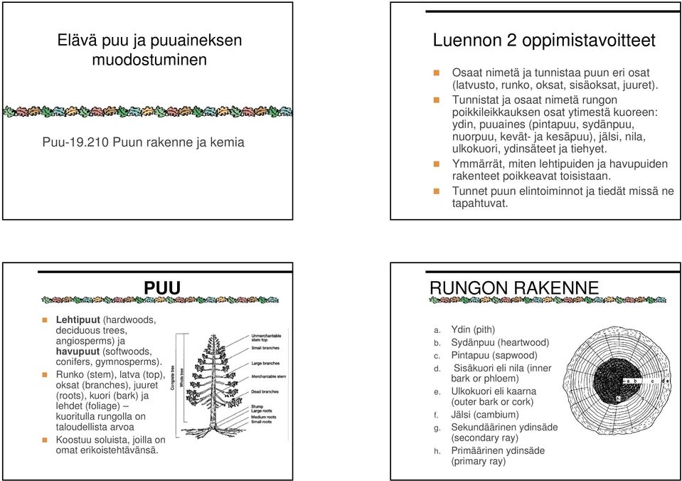 Ymmärrät, miten lehtipuiden ja havupuiden rakenteet poikkeavat toisistaan. Tunnet puun elintoiminnot ja tiedät missä ne tapahtuvat.