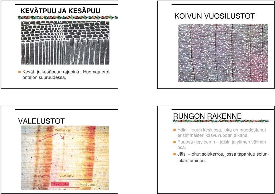 VALELUSTOT RUNGON RAKENNE Ydin puun keskiosa, joka on muodostunut