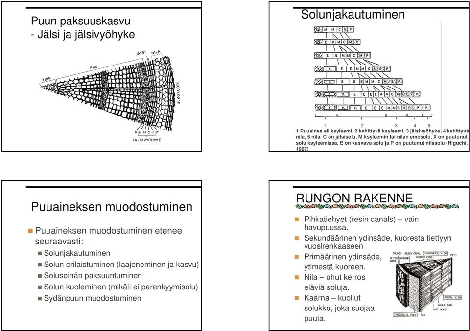 muodostuminen etenee seuraavasti: Solunjakautuminen Solun erilaistuminen (laajeneminen ja kasvu) Soluseinän paksuuntuminen Solun kuoleminen (mikäli ei parenkyymisolu) Sydänpuun