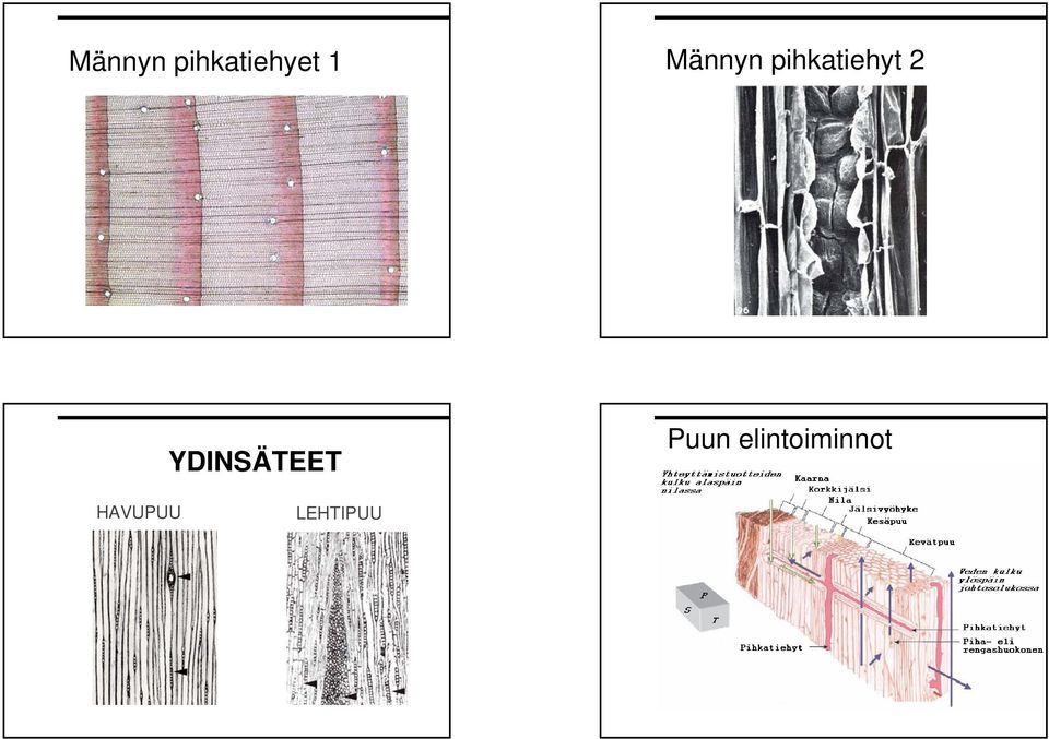 YDINSÄTEET Puun