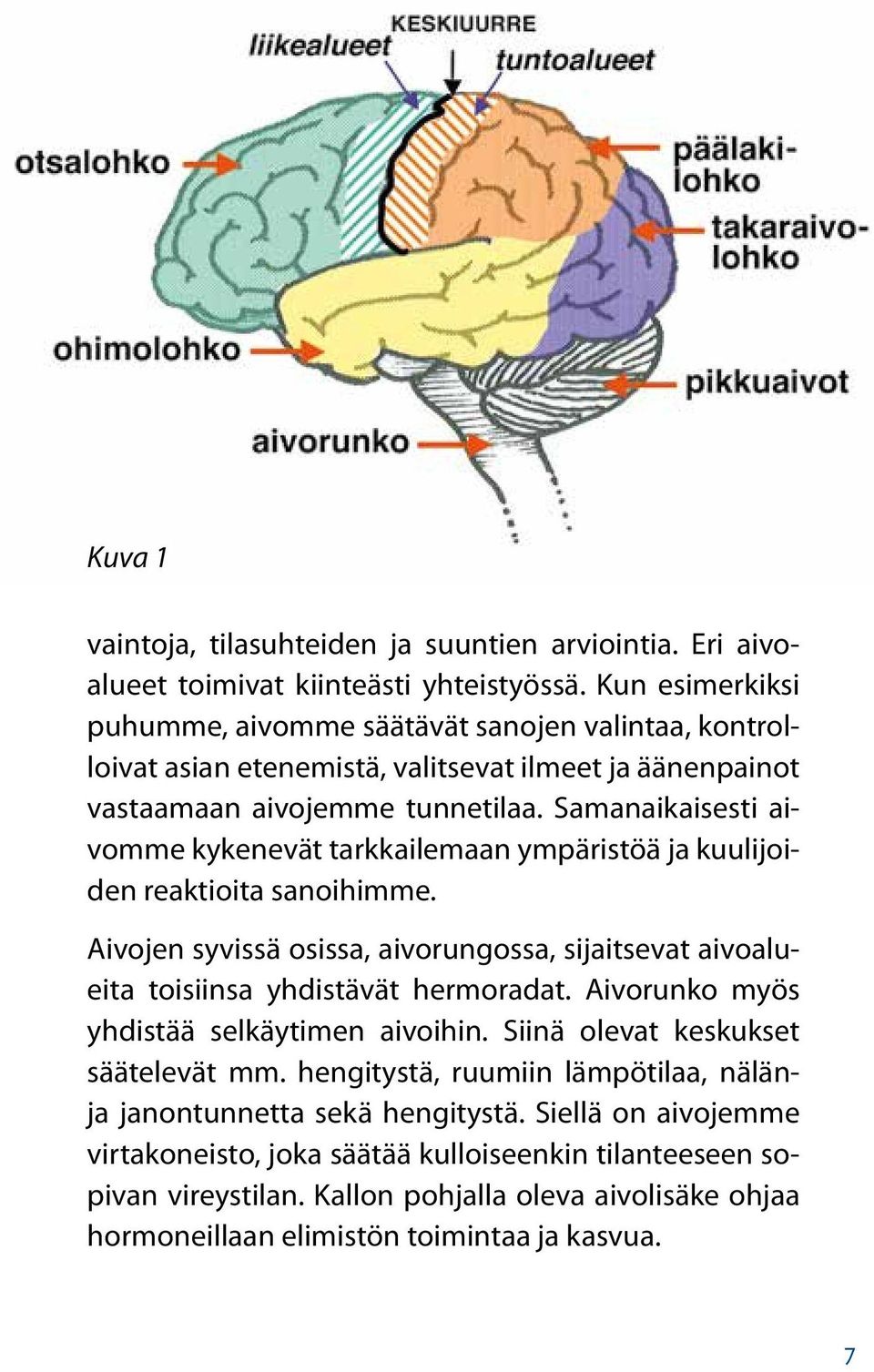 Samanaikaisesti aivomme kykenevät tarkkailemaan ympäristöä ja kuulijoiden reaktioita sanoihimme. Aivojen syvissä osissa, aivorungossa, sijaitsevat aivoalueita toisiinsa yhdistävät hermoradat.