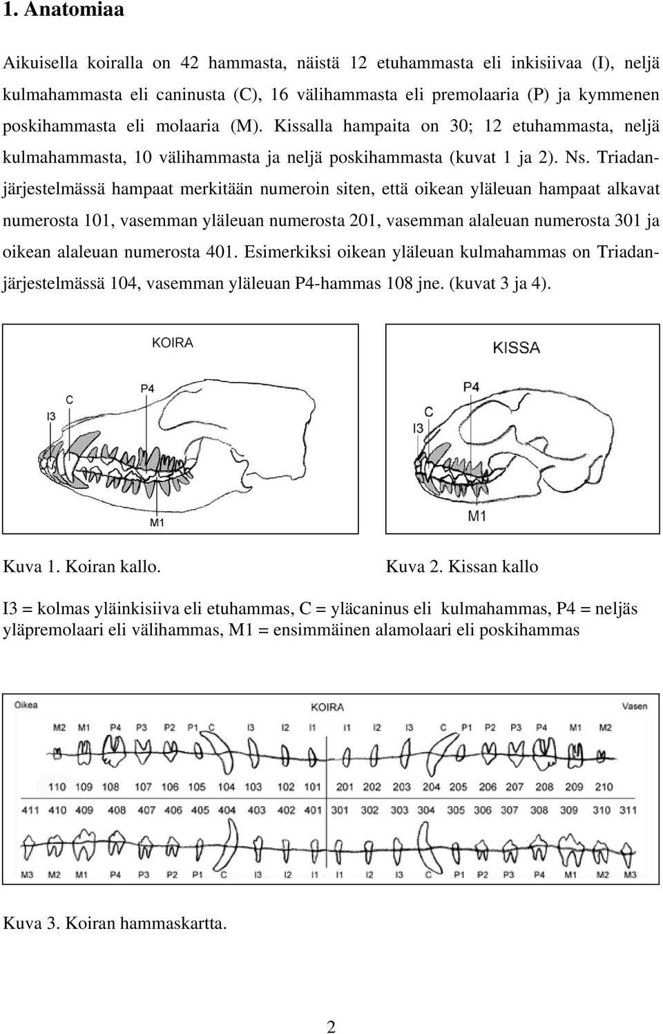 Triadanjärjestelmässä hampaat merkitään numeroin siten, että oikean yläleuan hampaat alkavat numerosta 101, vasemman yläleuan numerosta 201, vasemman alaleuan numerosta 301 ja oikean alaleuan