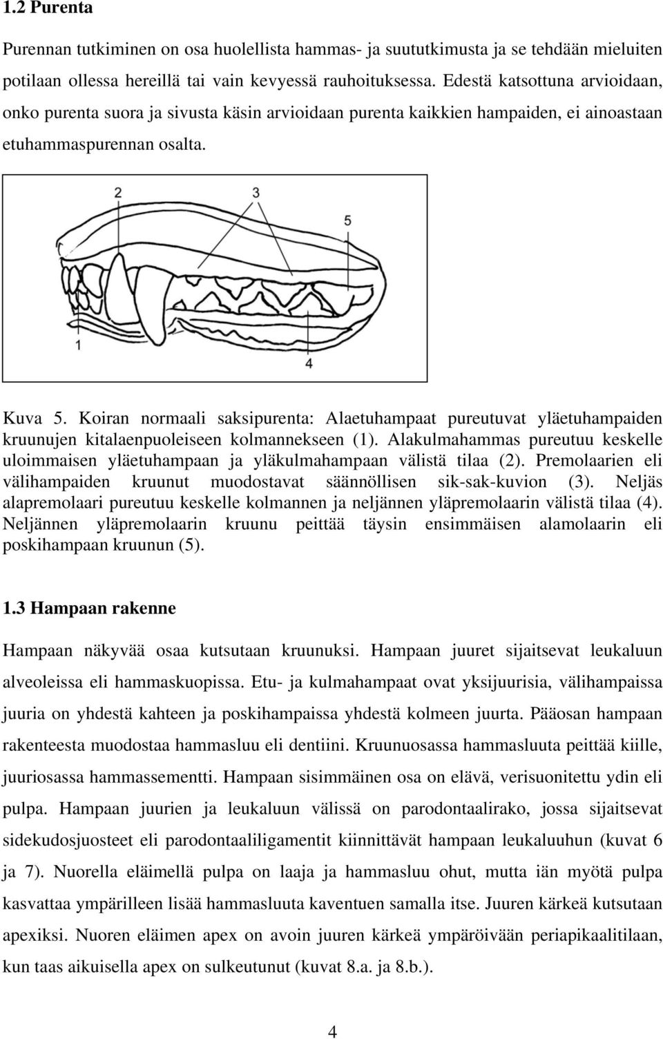 Koiran normaali saksipurenta: Alaetuhampaat pureutuvat yläetuhampaiden kruunujen kitalaenpuoleiseen kolmannekseen (1).