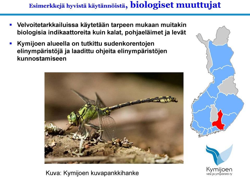 pohjaeläimet ja levät Kymijoen alueella on tutkittu sudenkorentojen