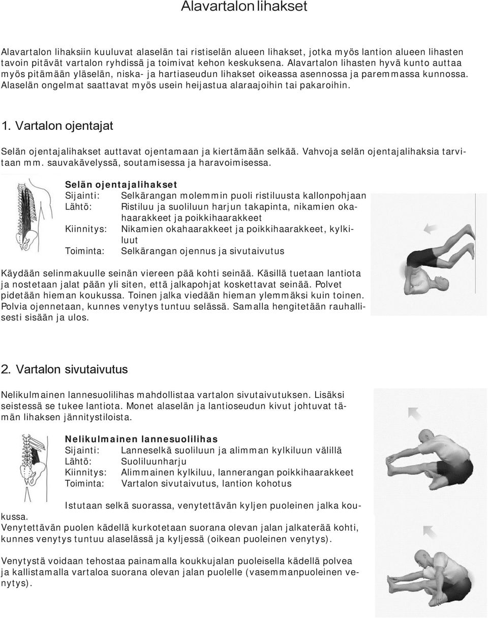 Alaselän ongelmat saattavat myös usein heijastua alaraajoihin tai pakaroihin. 1. Vartalon ojentajat Selän ojentajalihakset auttavat ojentamaan ja kiertämään selkää.