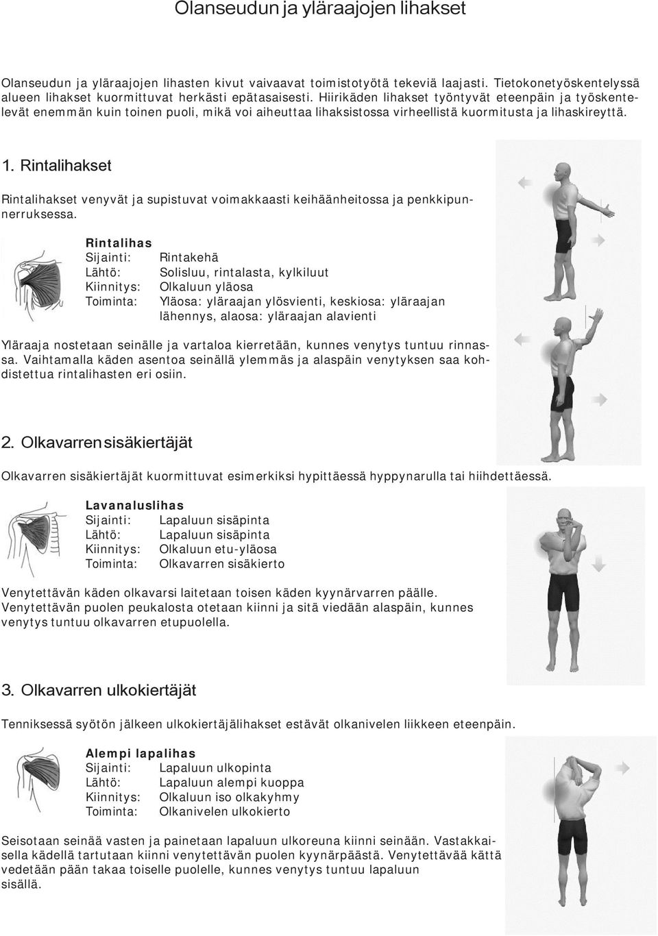 Rintalihakset Rintalihakset venyvät ja supistuvat voimakkaasti keihäänheitossa ja penkkipunnerruksessa.