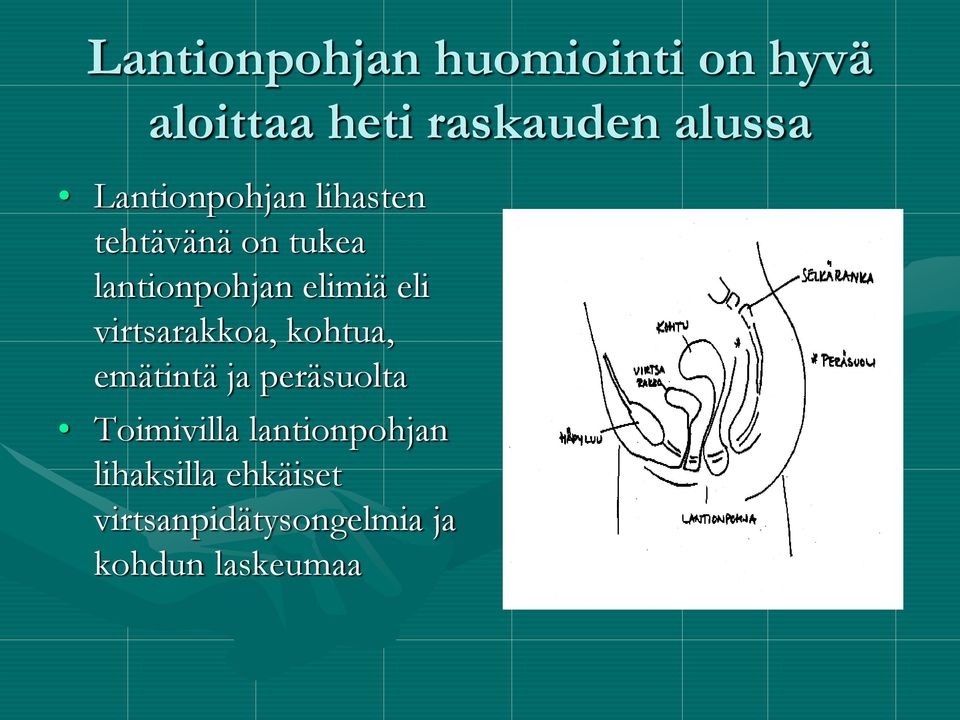 eli virtsarakkoa, kohtua, emätintä ja peräsuolta Toimivilla