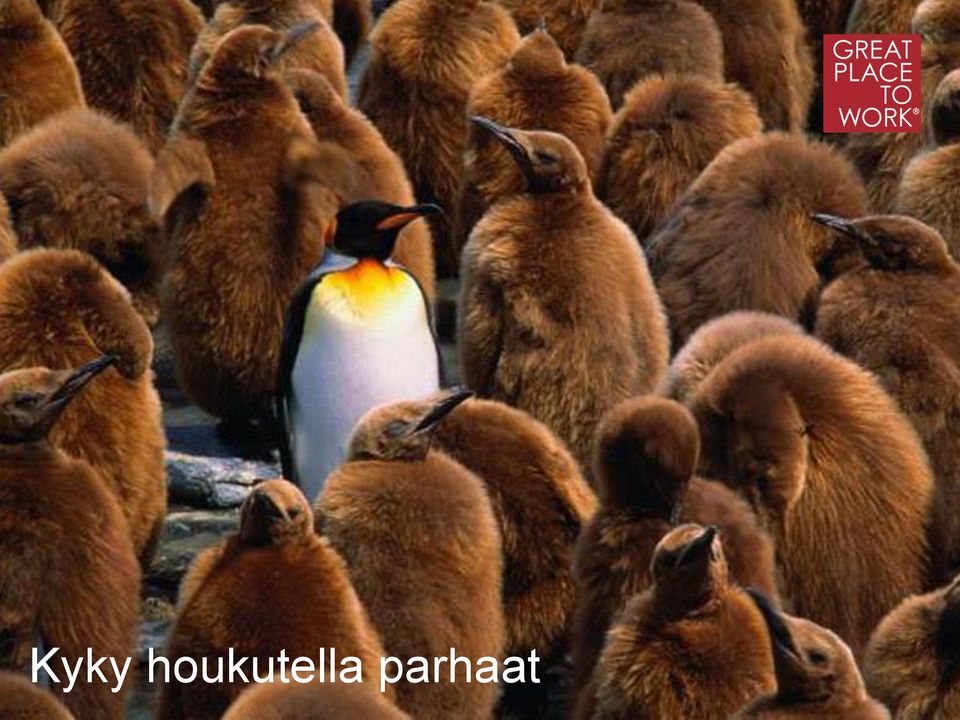 houkutella parhaat 2012