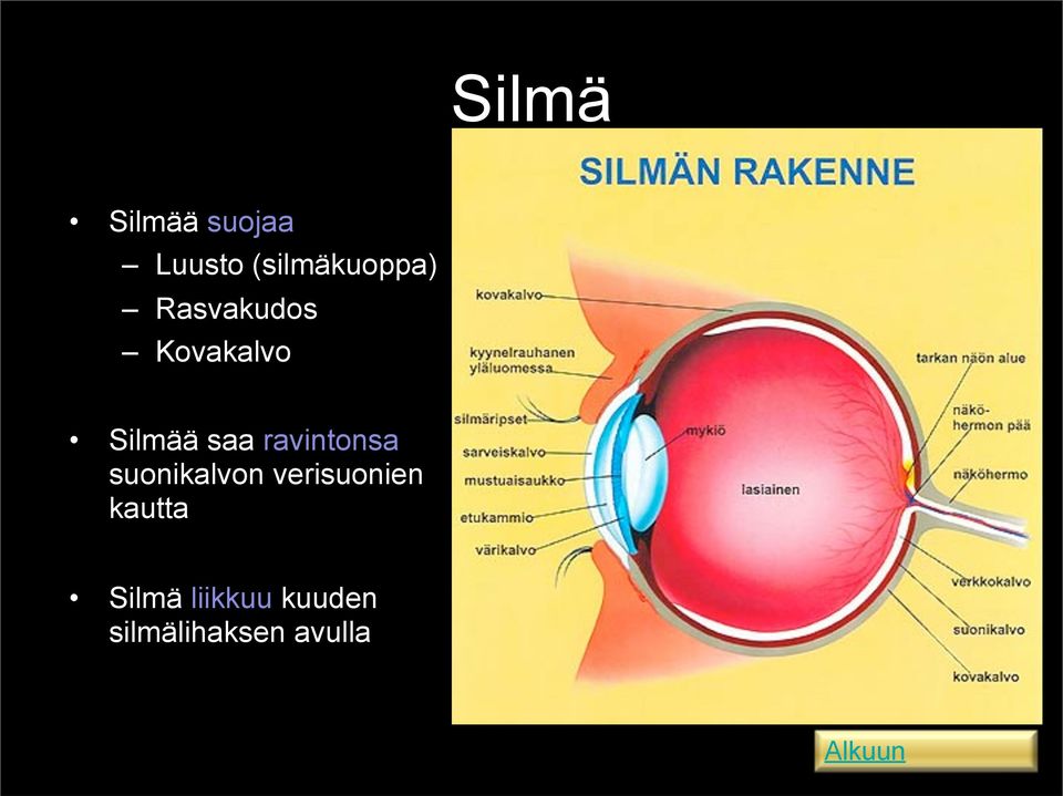 Silmää saa ravintonsa suonikalvon