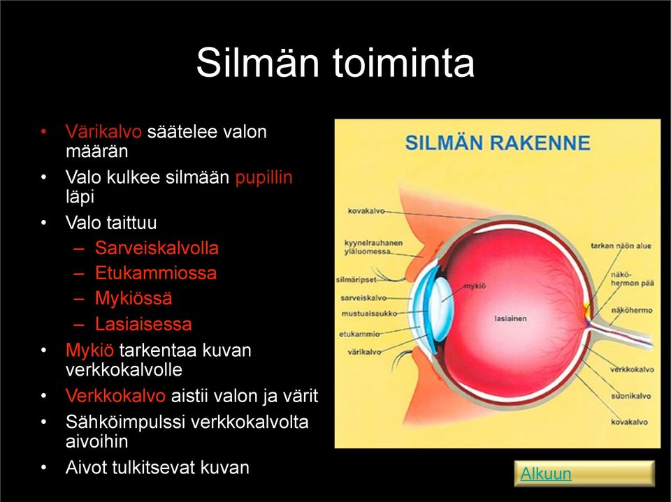 Lasiaisessa Mykiö tarkentaa kuvan verkkokalvolle Verkkokalvo aistii