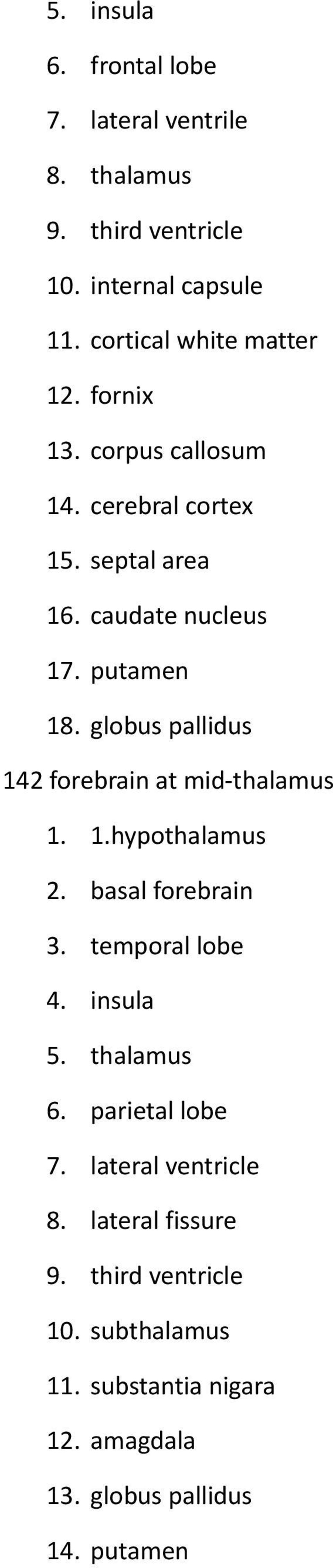 globus pallidus 142 forebrain at mid-thalamus 1. 1.hypothalamus 2. basal forebrain 3. temporal lobe 4. insula 5. thalamus 6.