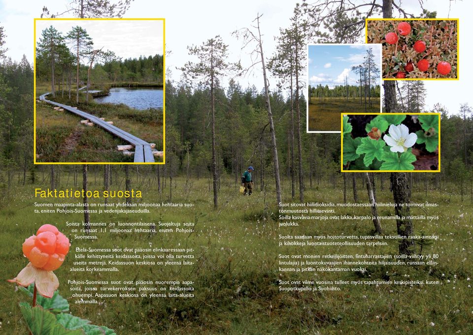 Etelä-Suomessa suot ovat pääosin elinkaaressaan pitkälle kehittyneitä keidassoita, joissa voi olla turvetta useita metrejä. Keidassuon keskiosa on yleensä laitaalueita korkeammalla.