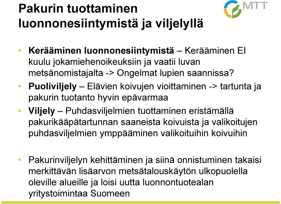 Puoliviljely Elävien koivujen vioittaminen -> tartunta ja pakurin tuotanto hyvin epävarmaa Viljely Puhdasviljelmien tuottaminen eristämällä