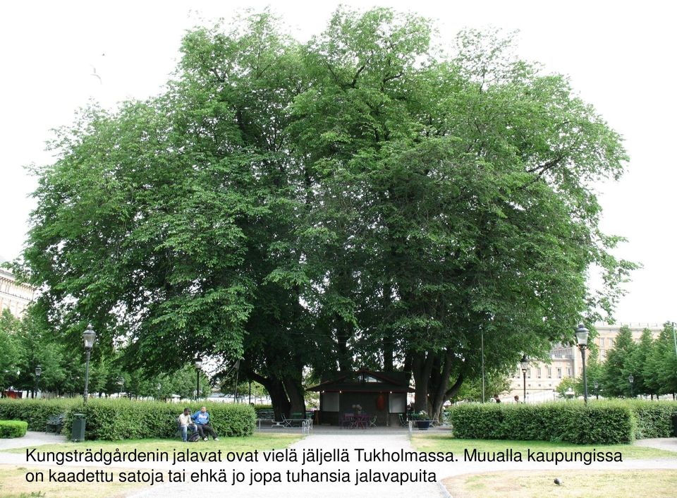 Muualla kaupungissa on kaadettu