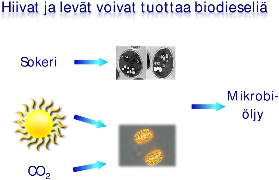 biodieseliä