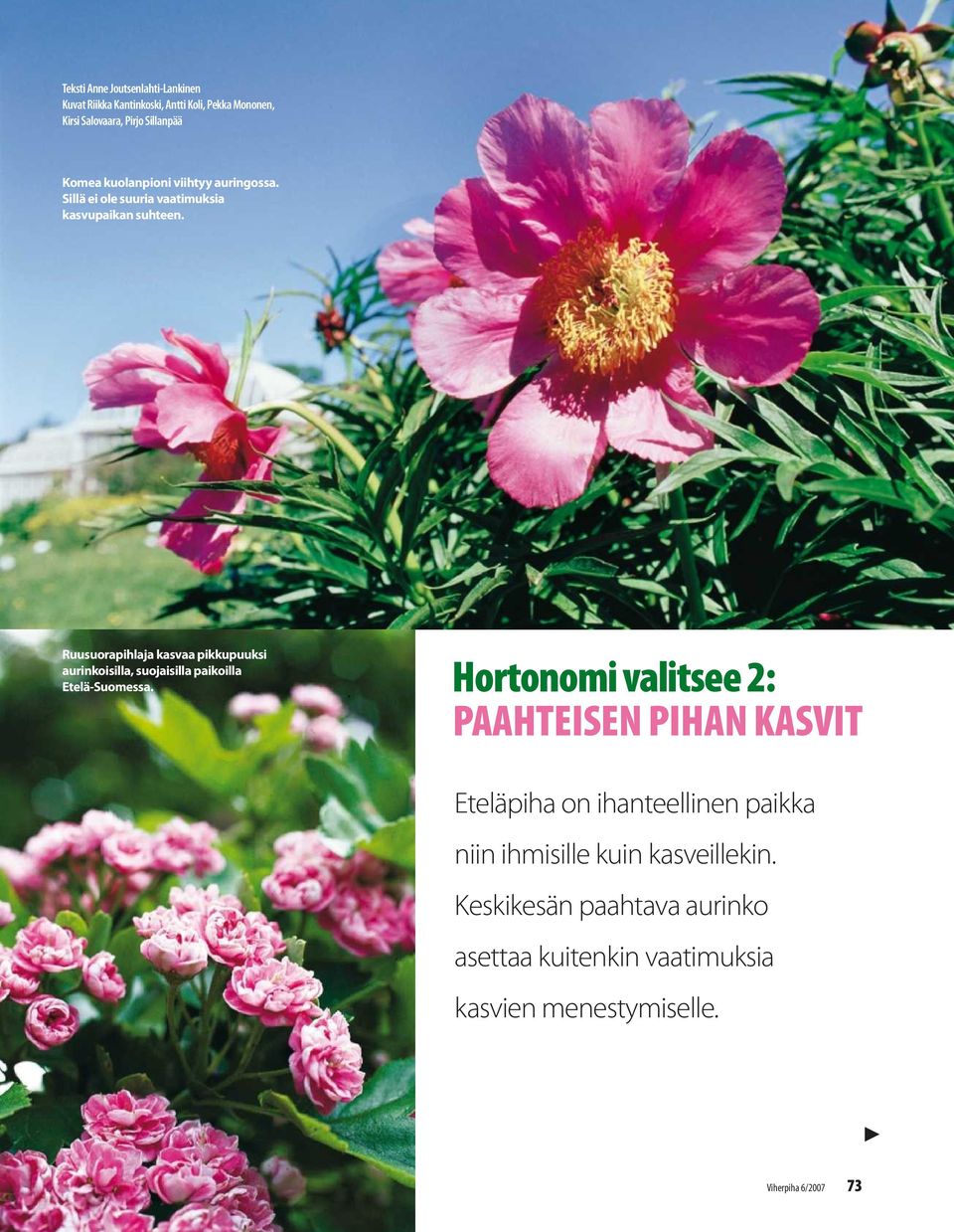 Ruusuorapihlaja kasvaa pikkupuuksi aurinkoisilla, suojaisilla paikoilla Etelä-Suomessa.