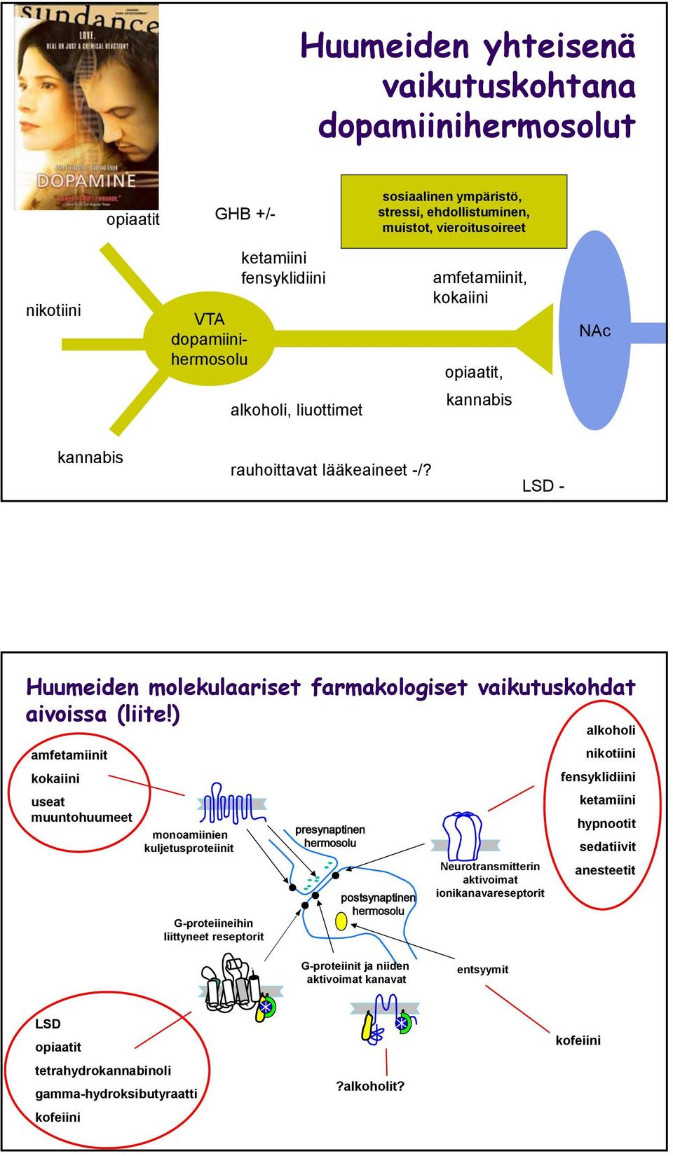 ) amfetamiinit kokaiini useat muuntohuumeet monoamiinien kuljetusproteiinit G-proteiineihin liittyneet reseptorit presynaptinen hermosolu postsynaptinen hermosolu Neurotransmitterin aktivoimat