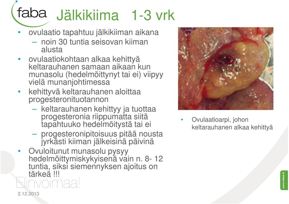 tuottaa progesteronia riippumatta siitä tapahtuuko hedelmöitystä tai ei progesteronipitoisuus pitää nousta jyrkästi kiiman jälkeisinä päivinä Ovuloitunut