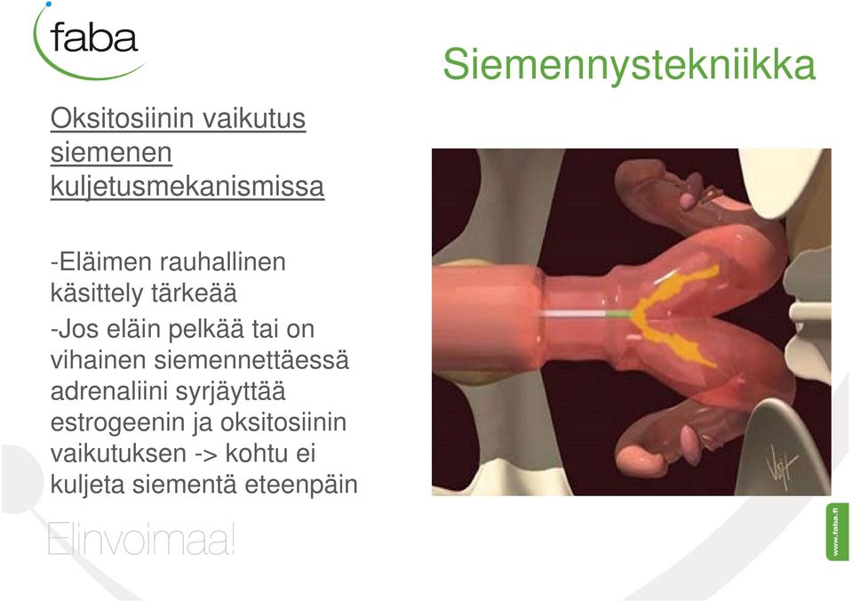 eläin pelkää tai on vihainen siemennettäessä adrenaliini